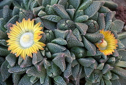 نانانتوس ویتاتوس